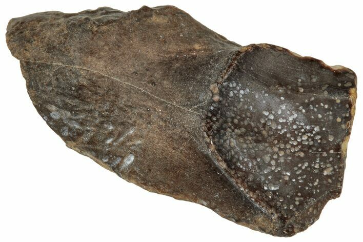 Fossil Dinosaur (Triceratops) Shed Tooth - Montana #324165